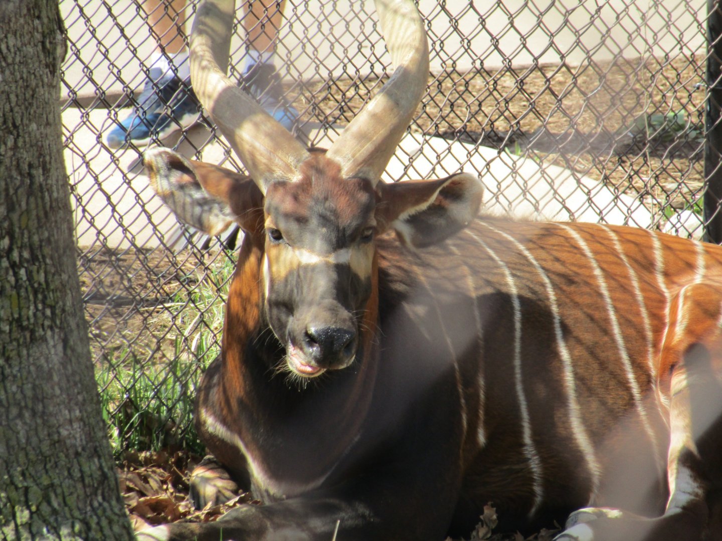 Eastern Bongo