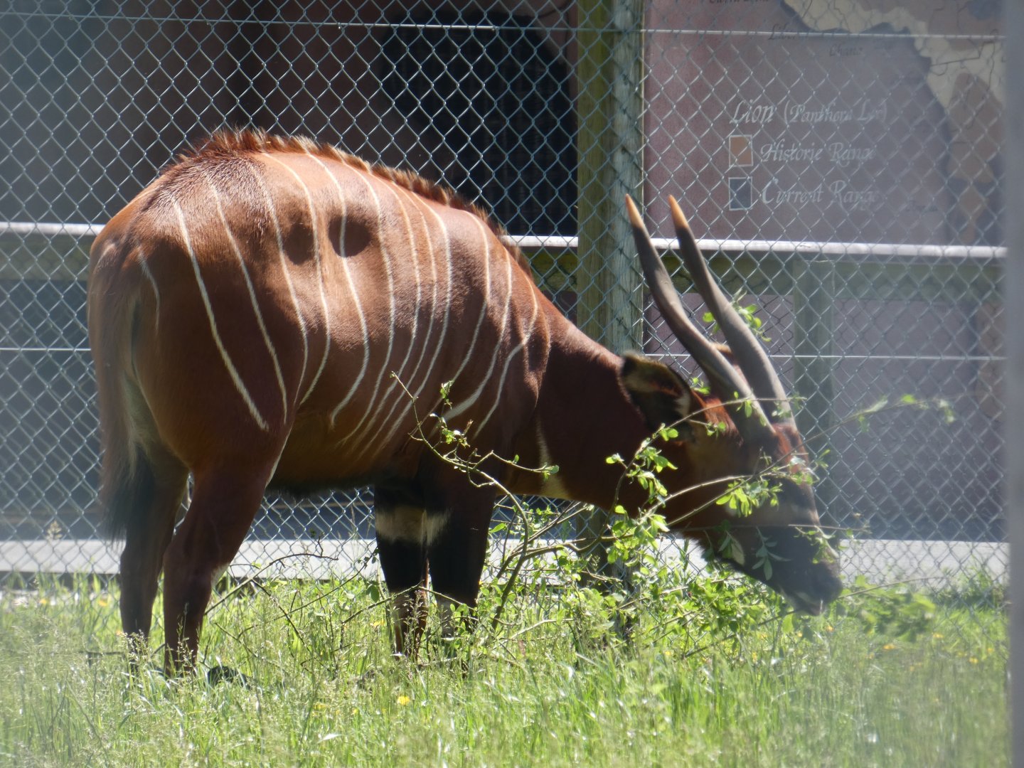 Eastern bongo