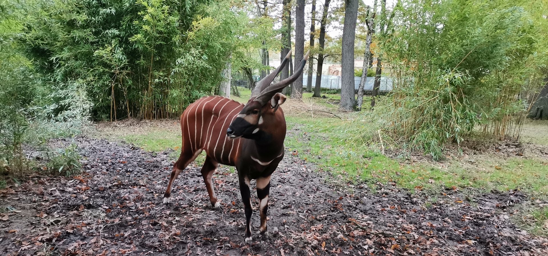 Eastern Bongo