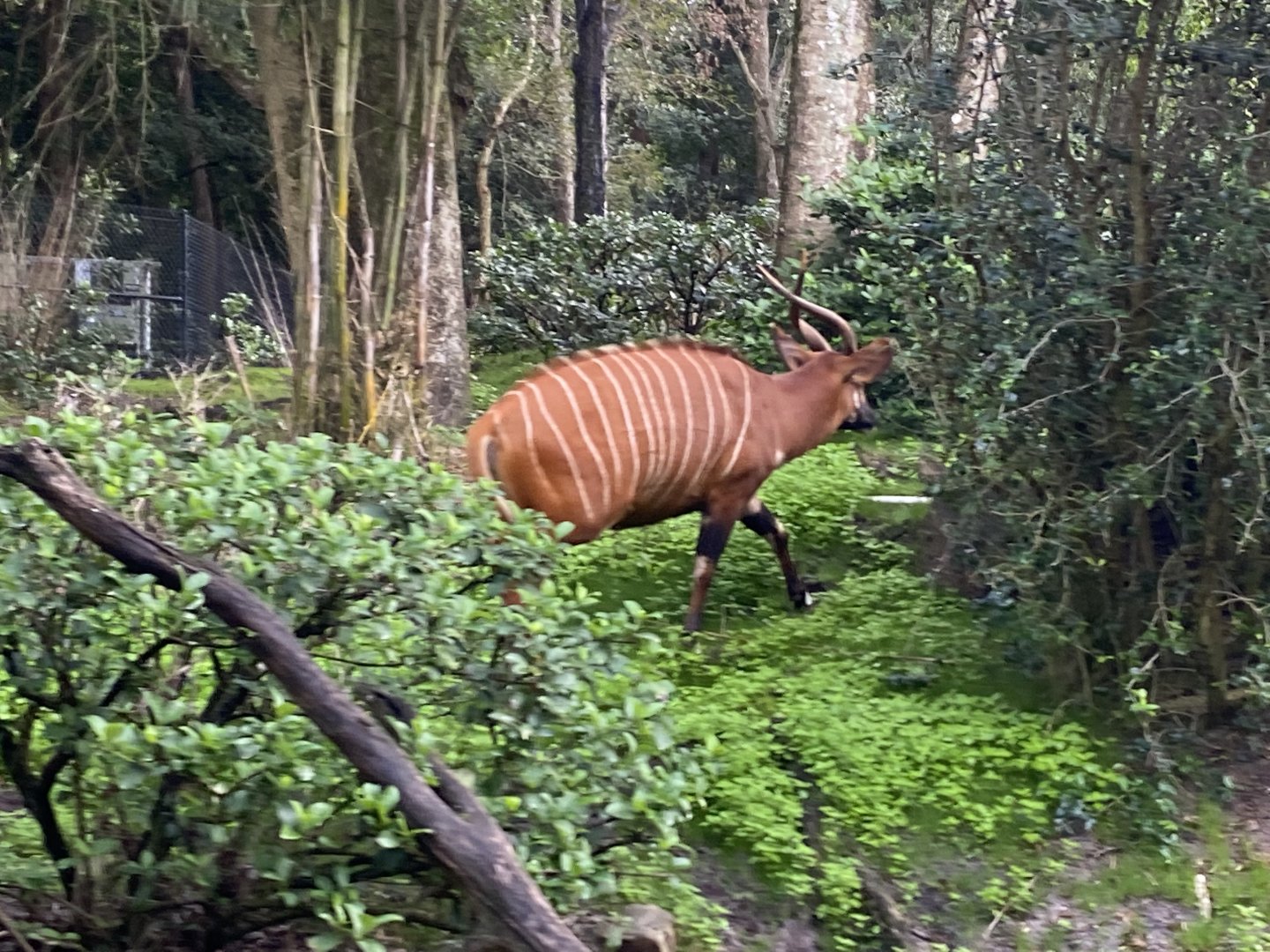 Eastern Bongo
