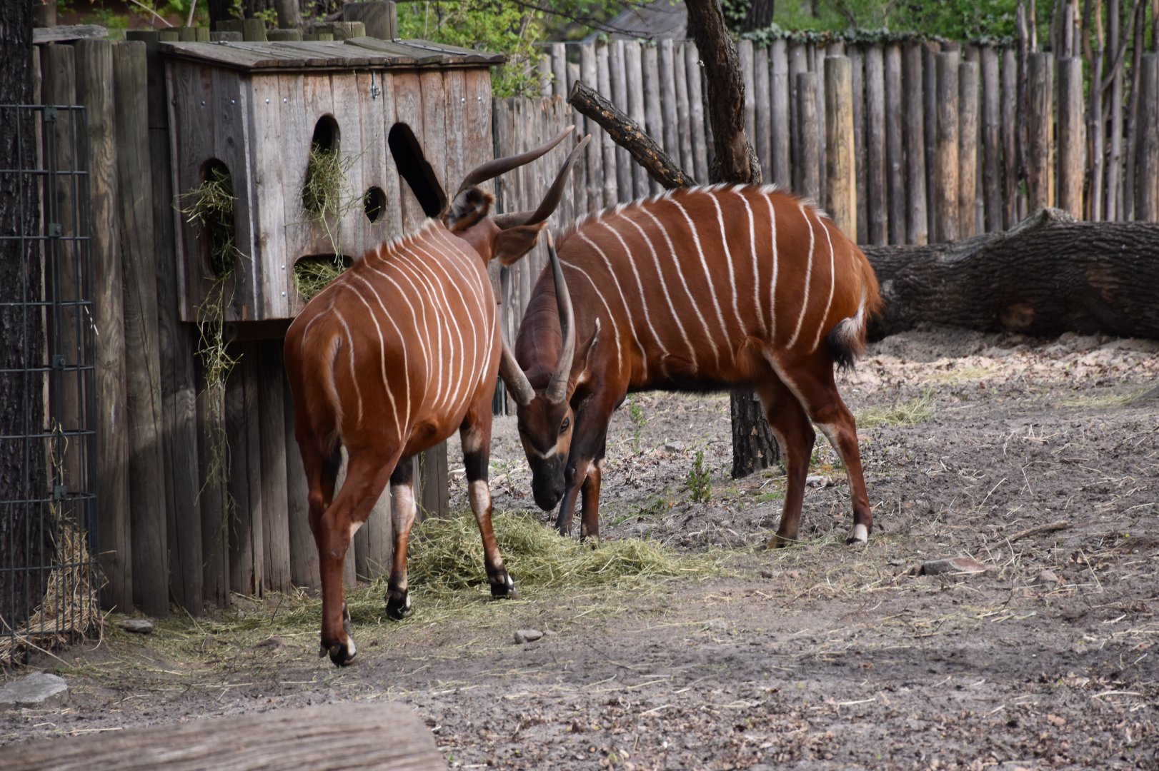 Eastern bongo