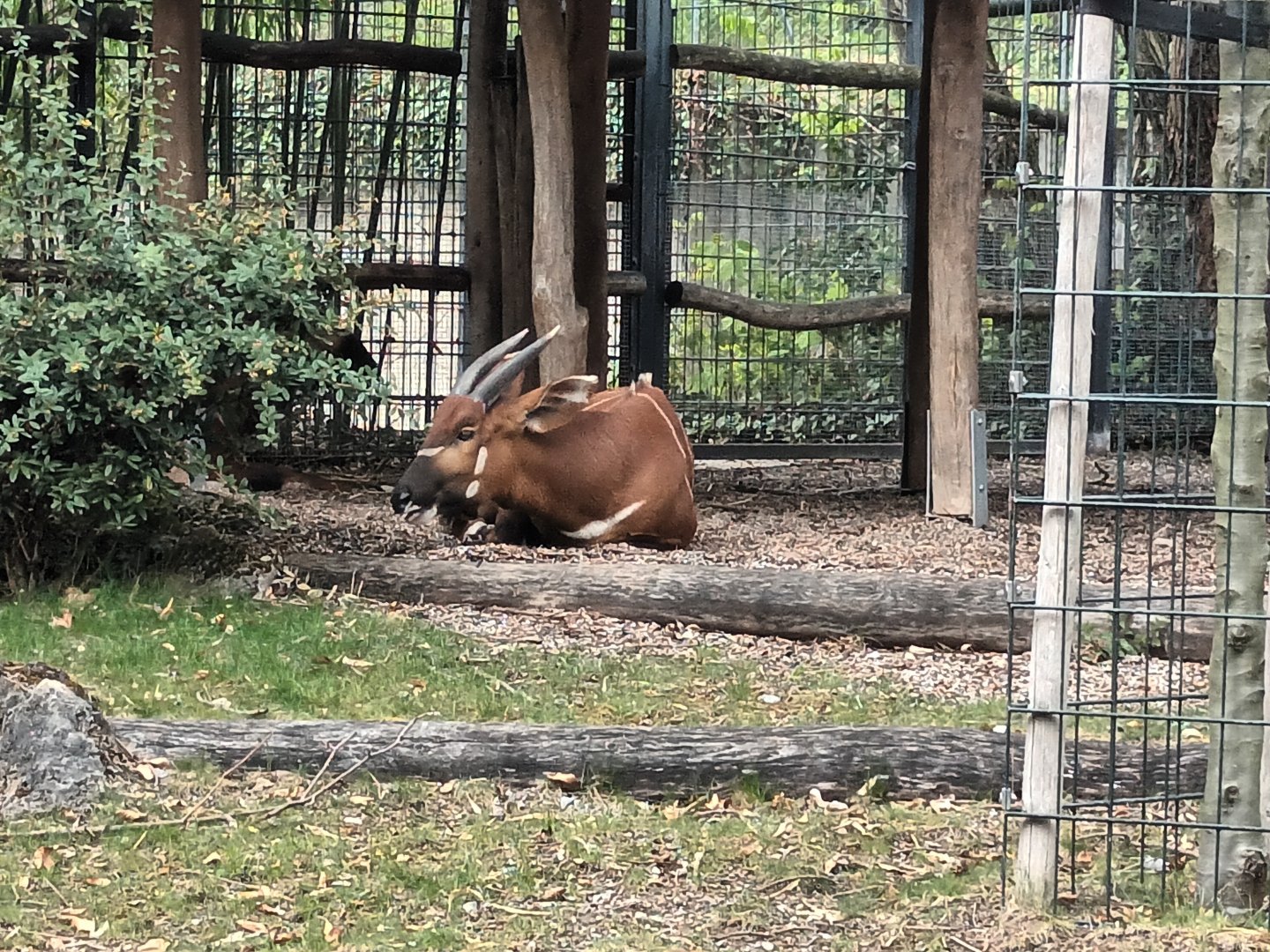 Eastern Bongo