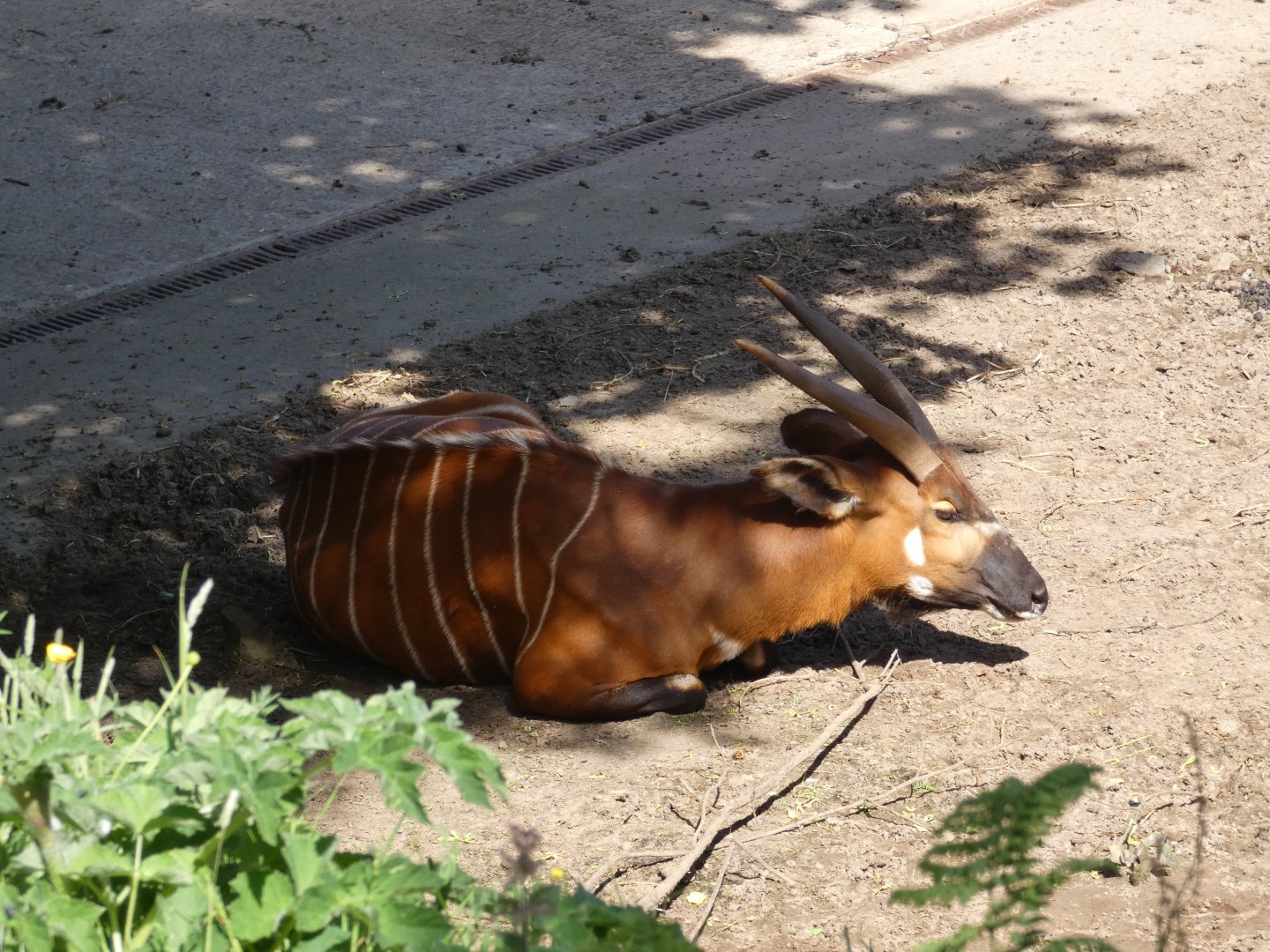 Eastern bongo
