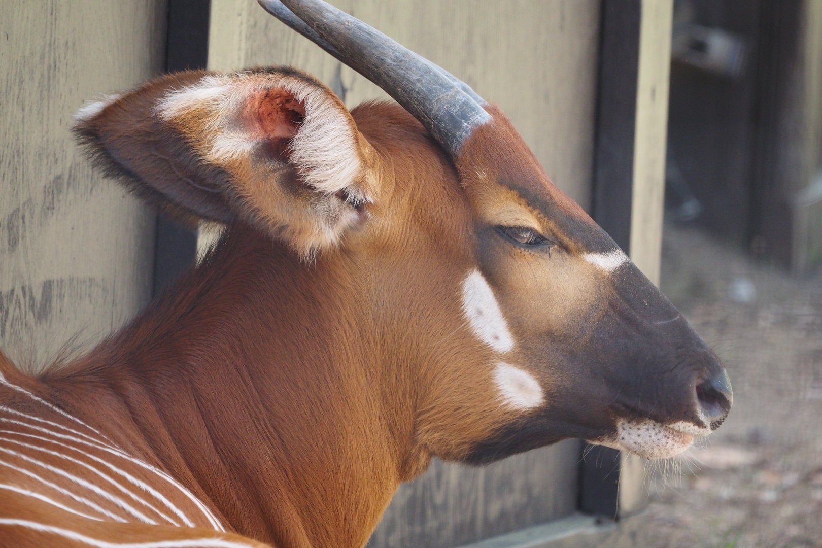 Eastern Bongo