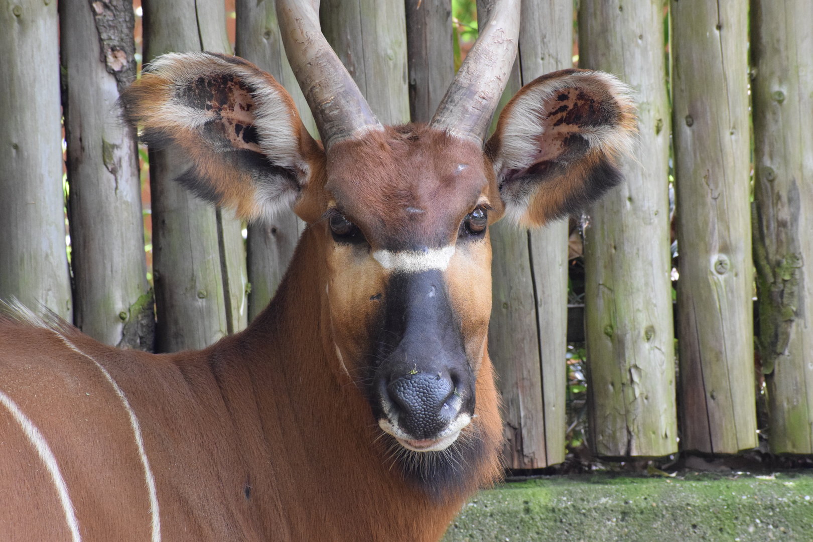 Eastern bongo
