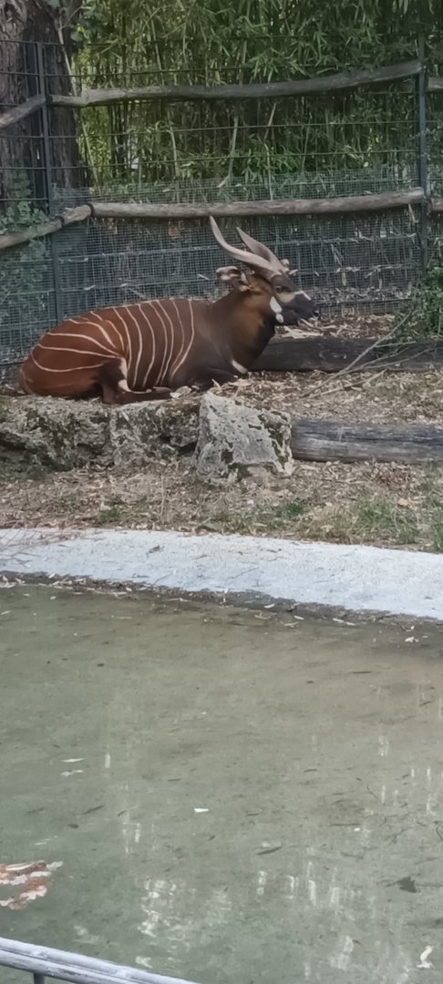Eastern Bongo