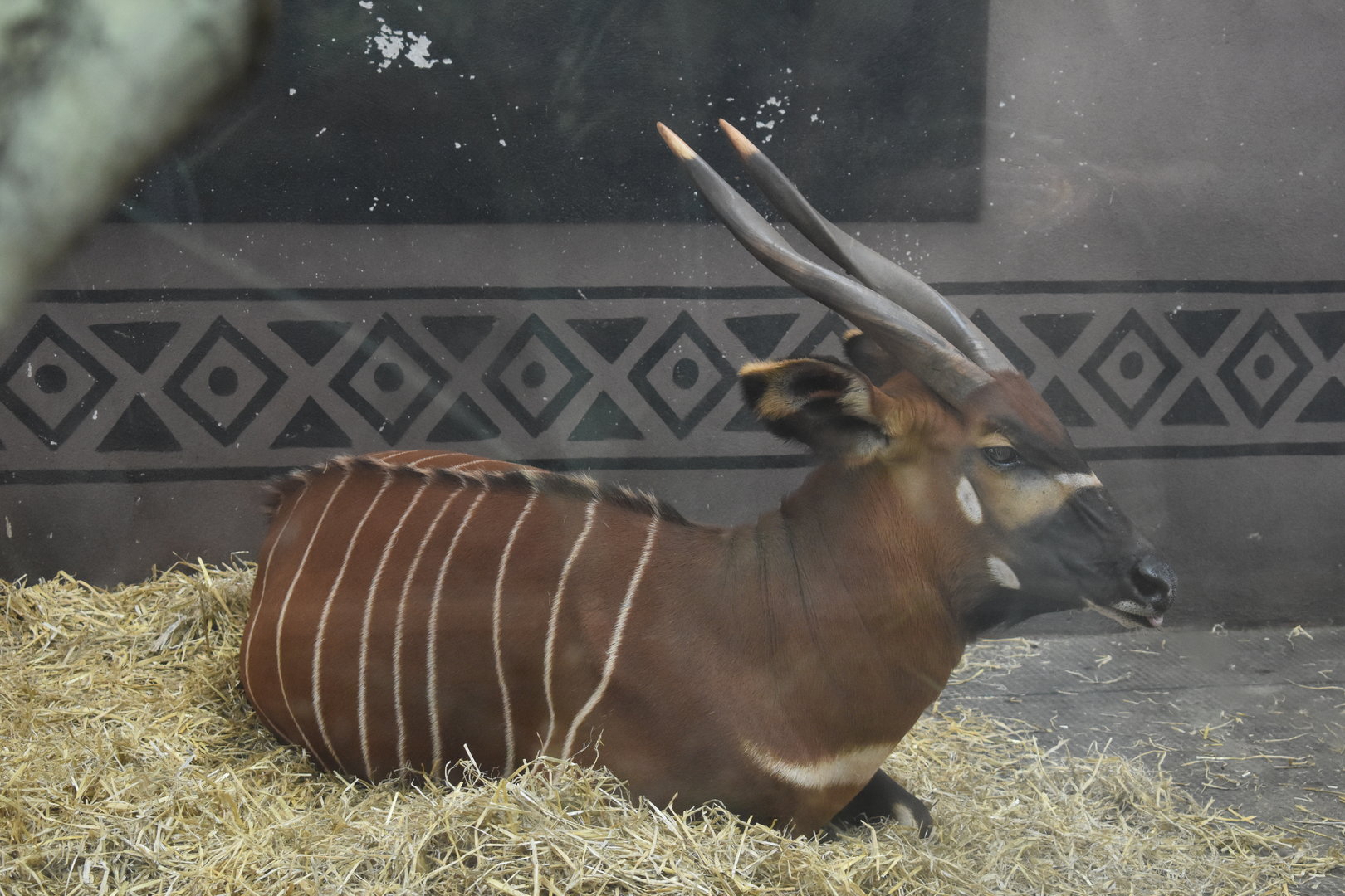 Eastern Bongo
