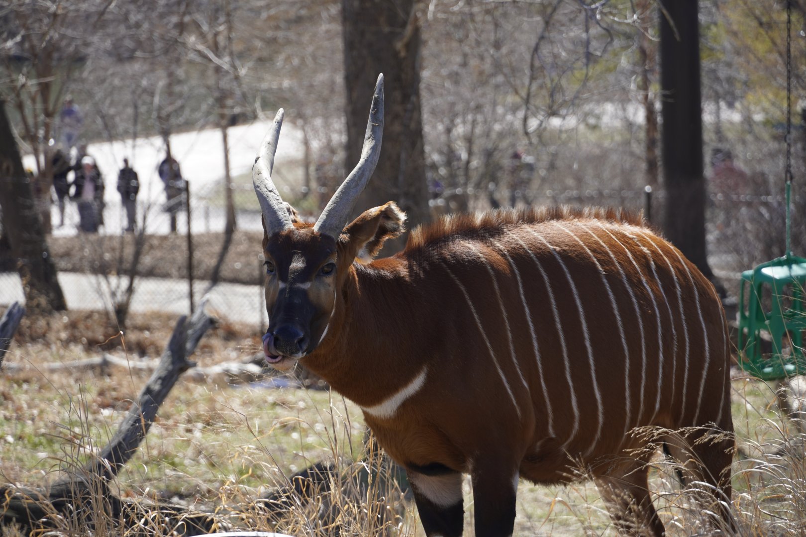 Eastern Bongo