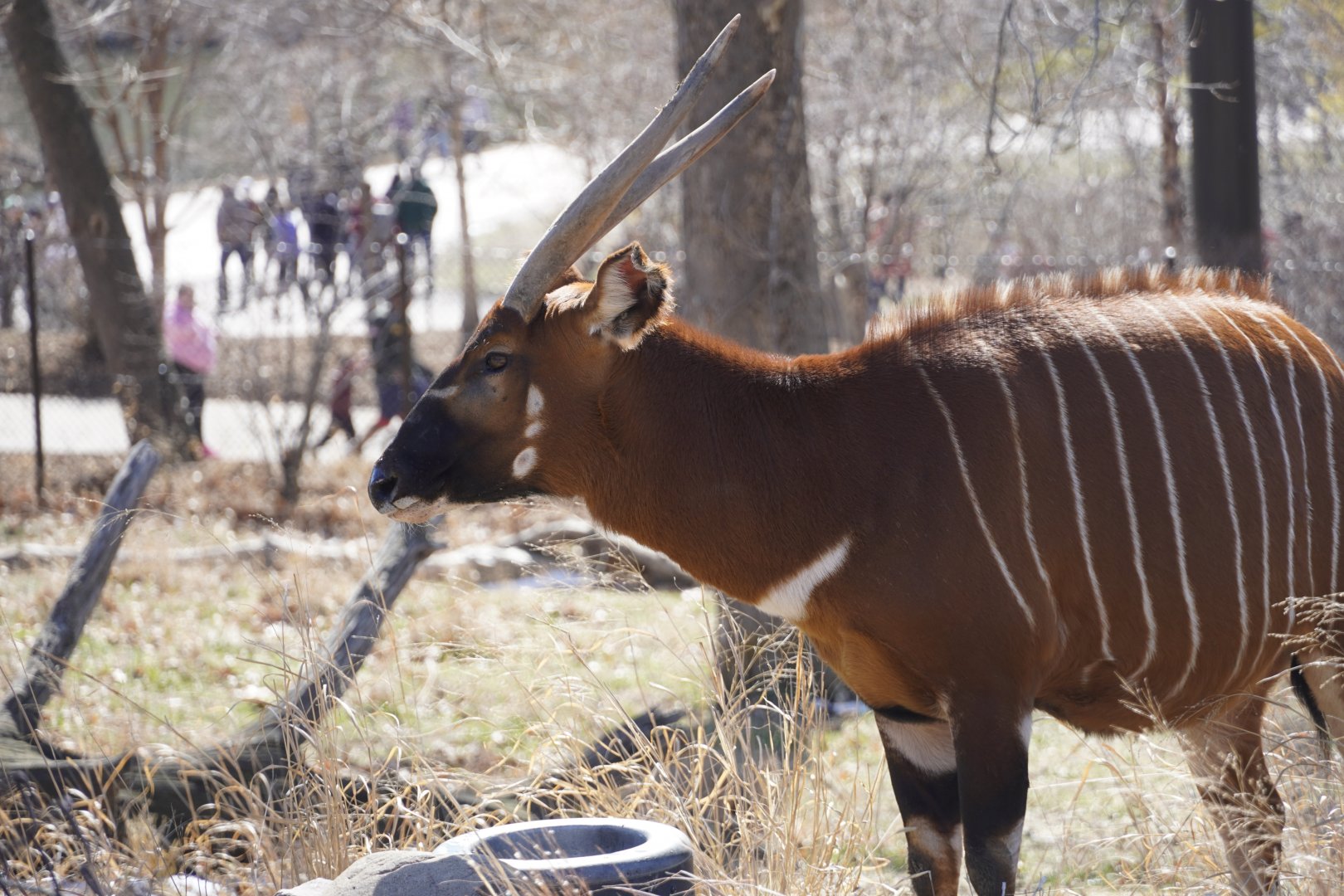 Eastern Bongo