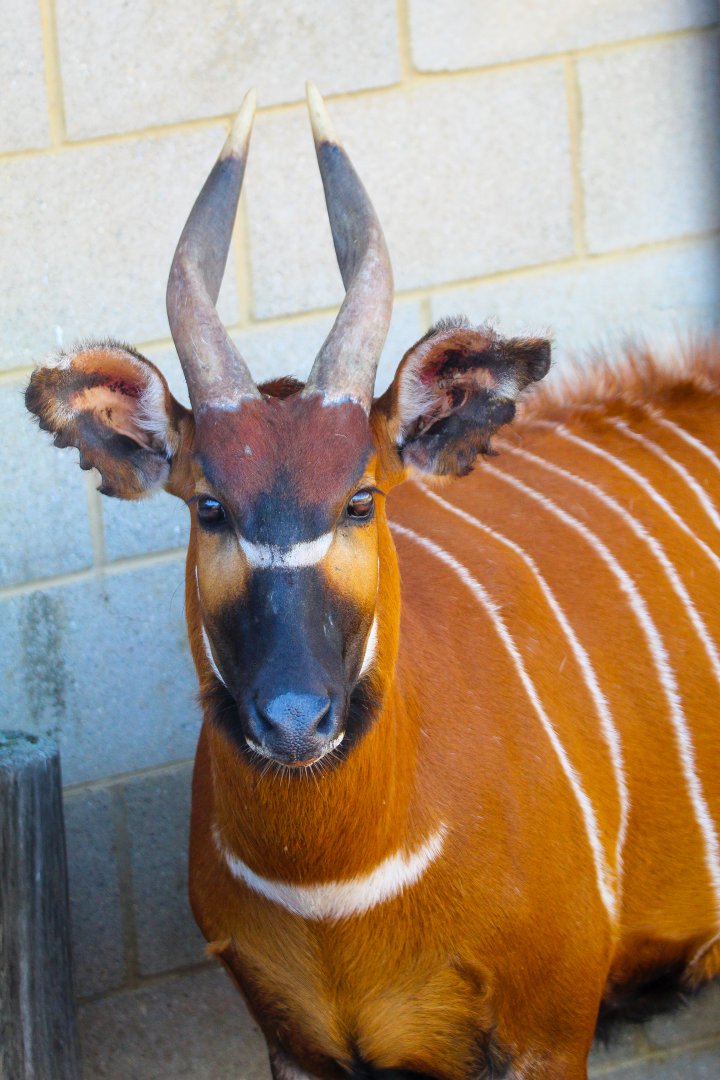 Eastern Bongo