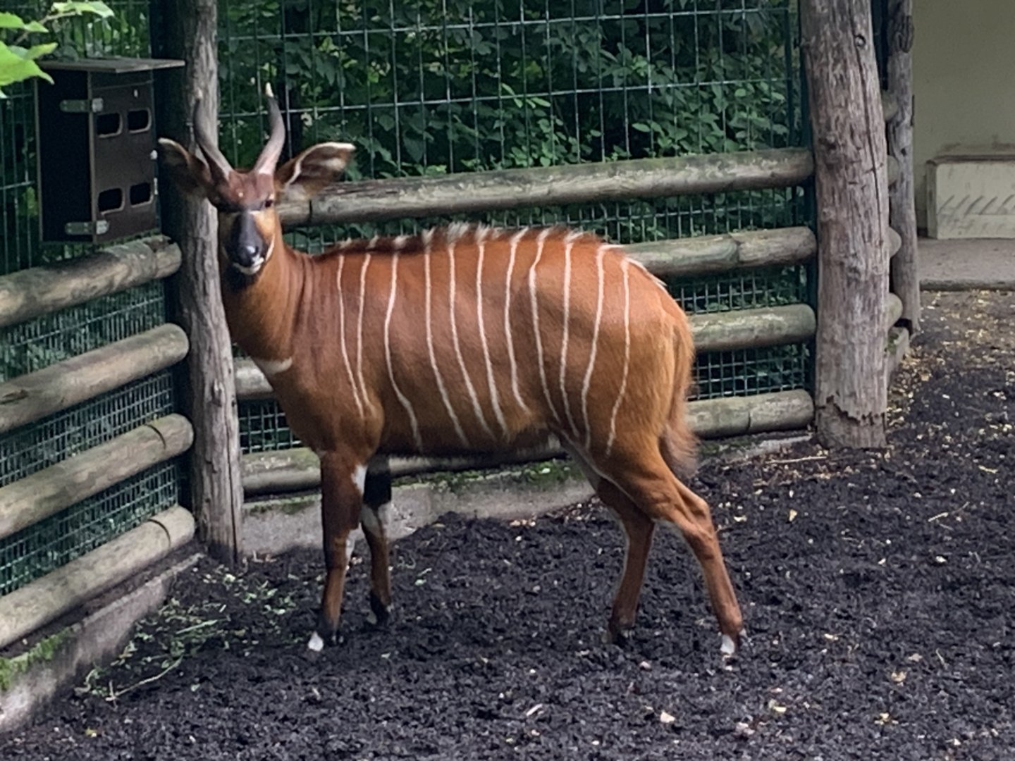 Eastern bongo