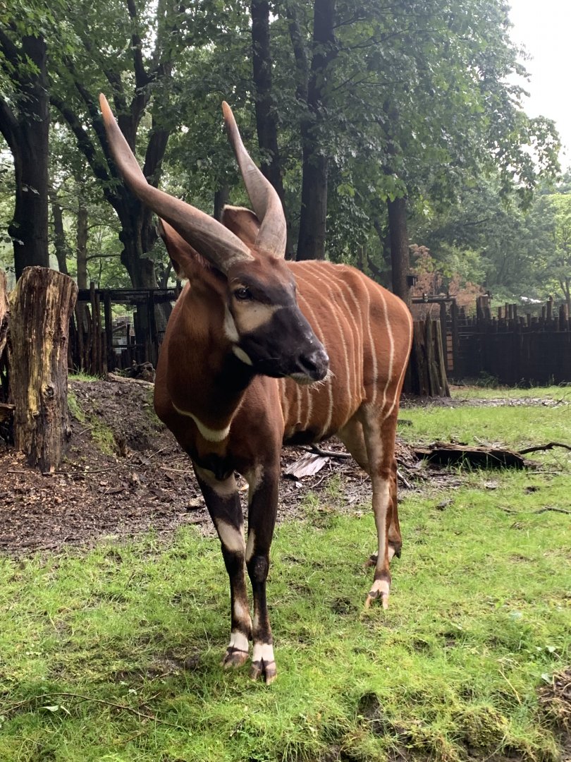 Eastern bongo
