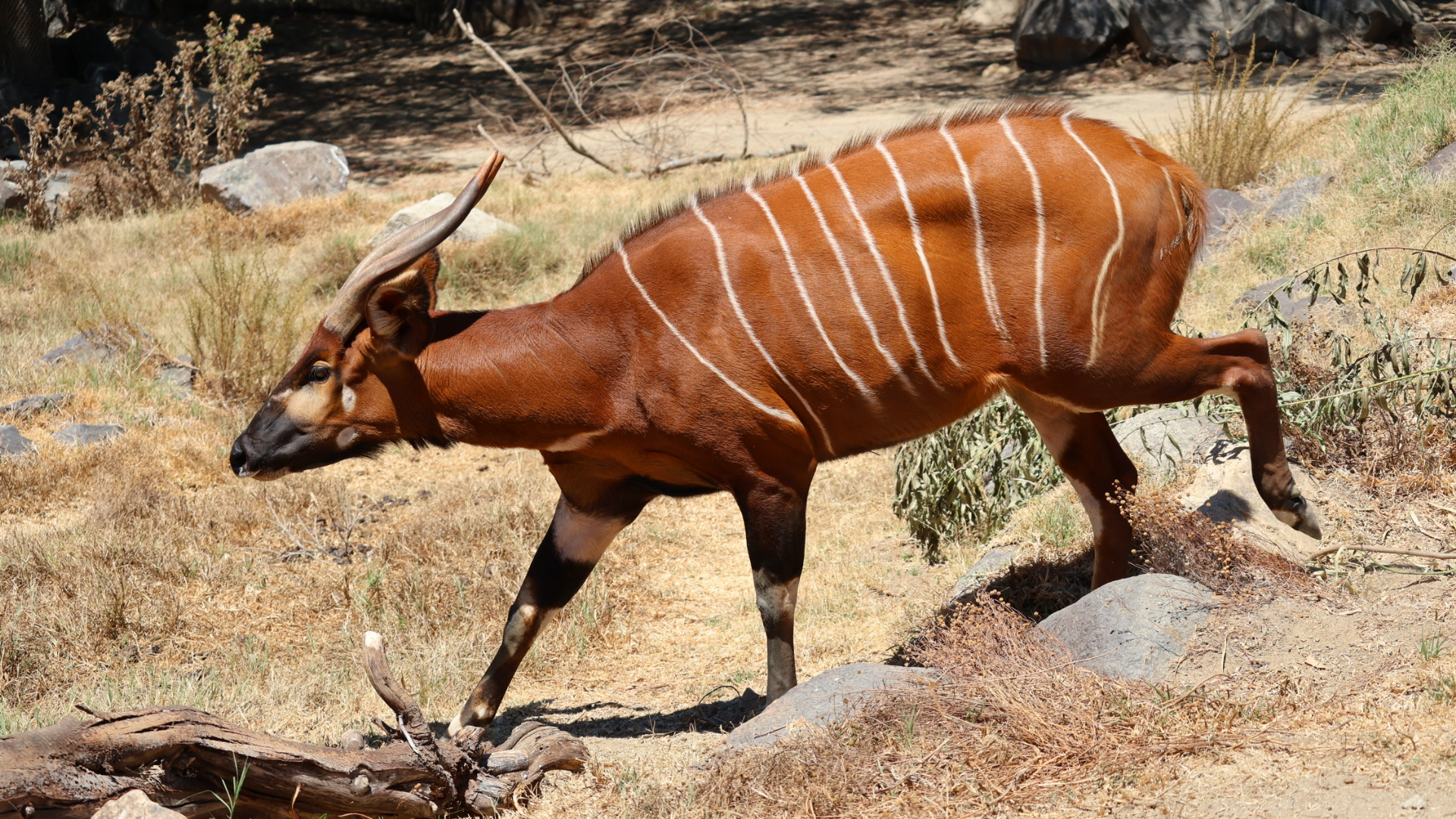 Eastern Bongo
