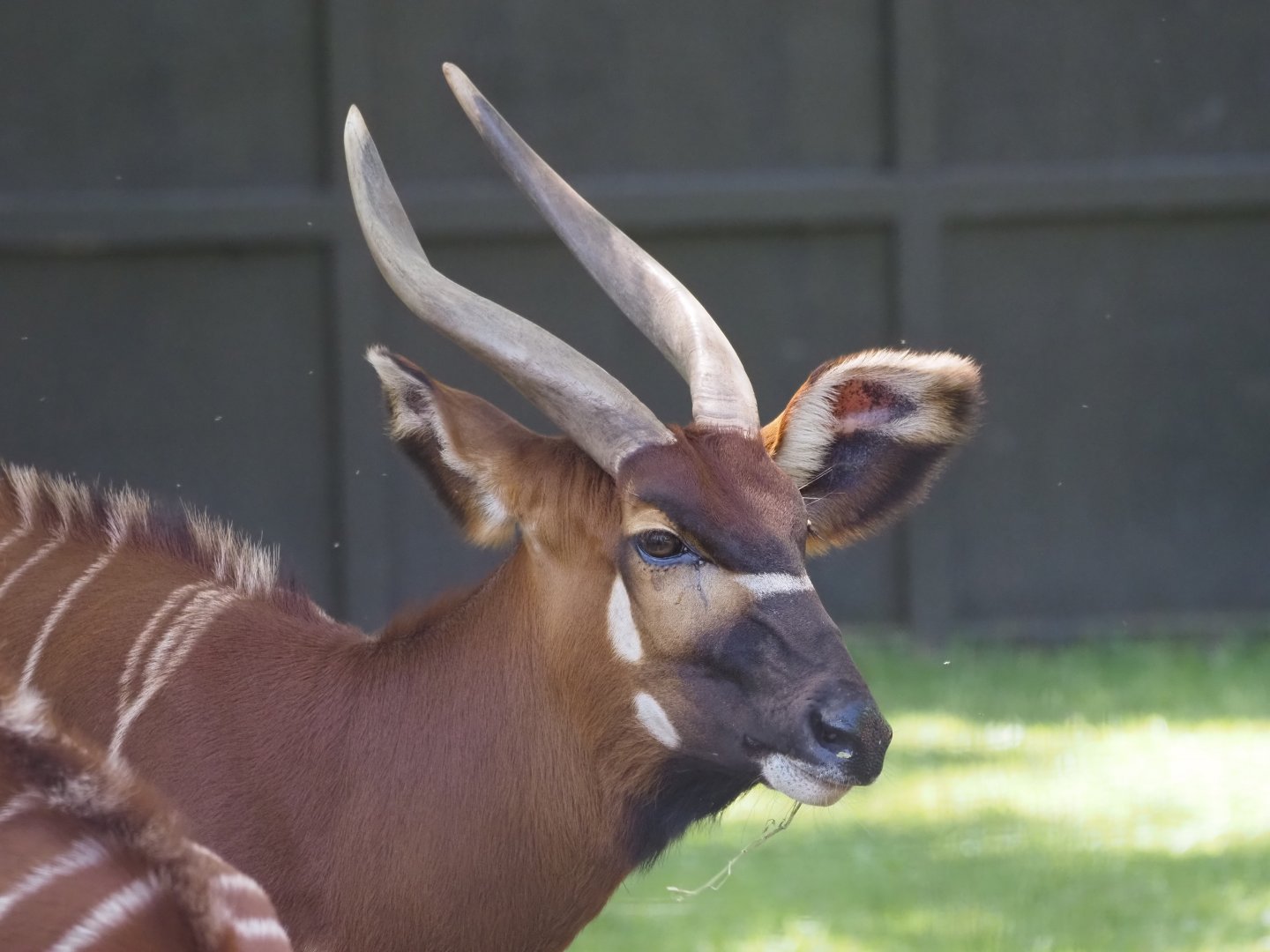 Eastern Bongo