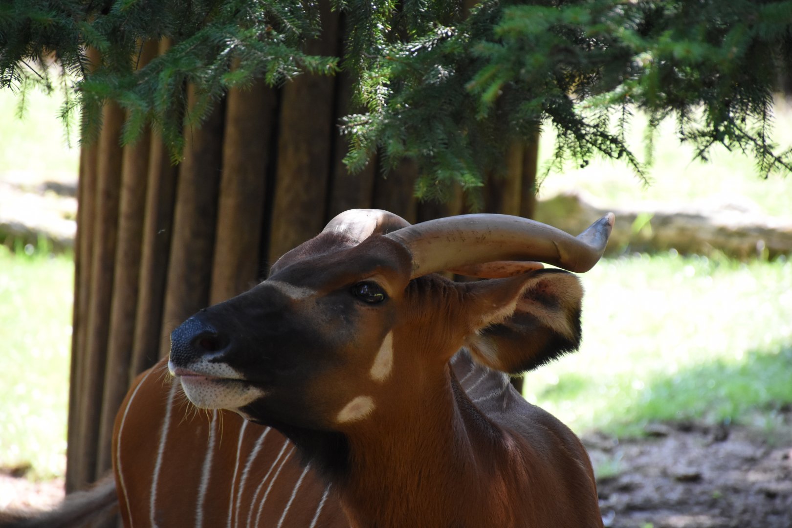 Eastern bongo