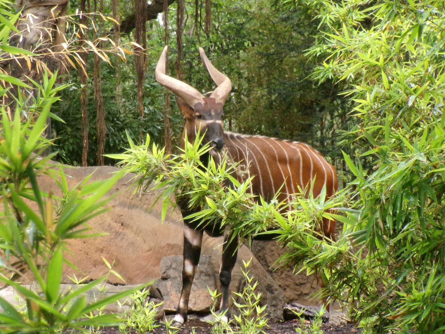 Eastern bongo