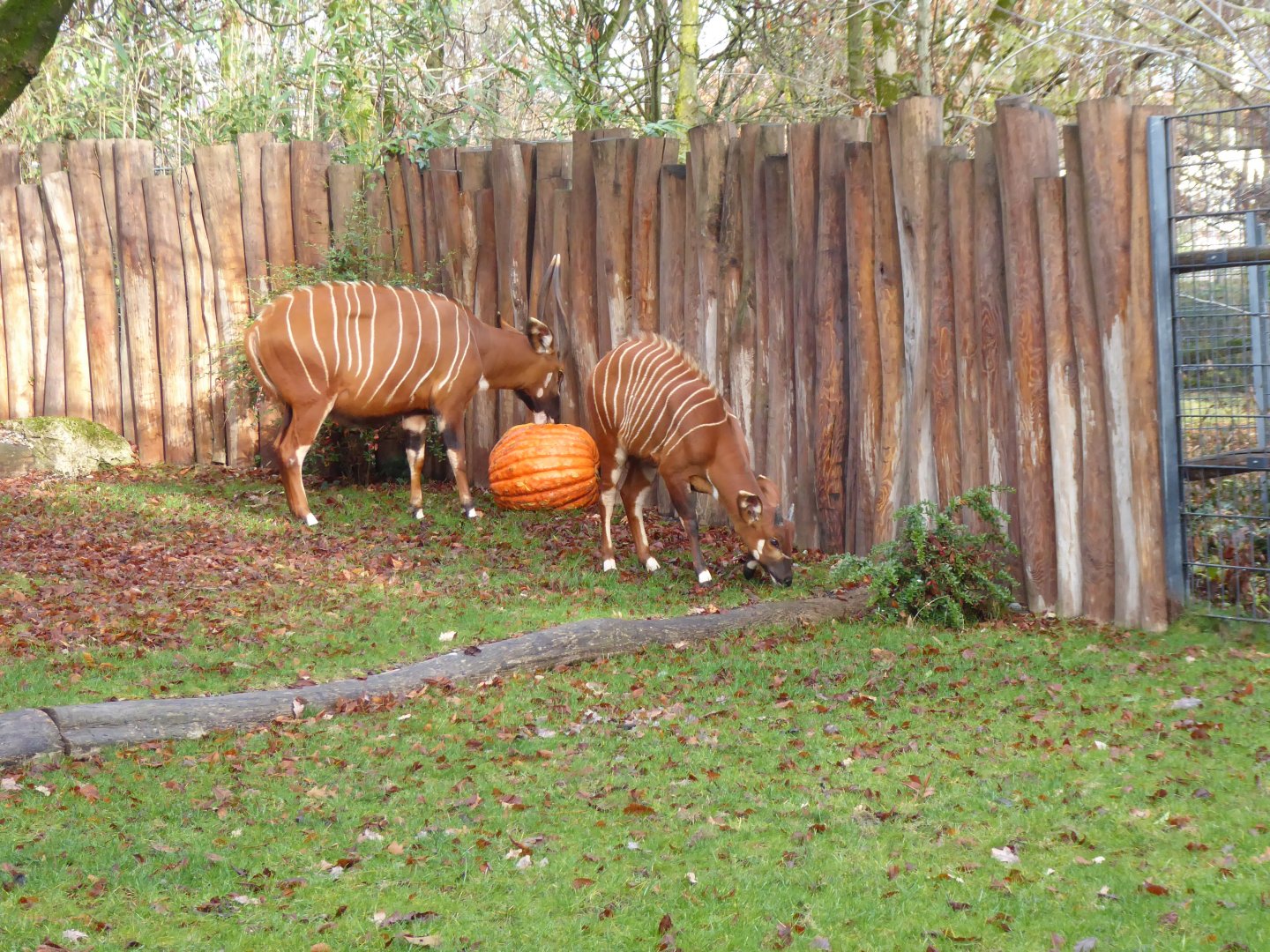 Eastern bongos 011218