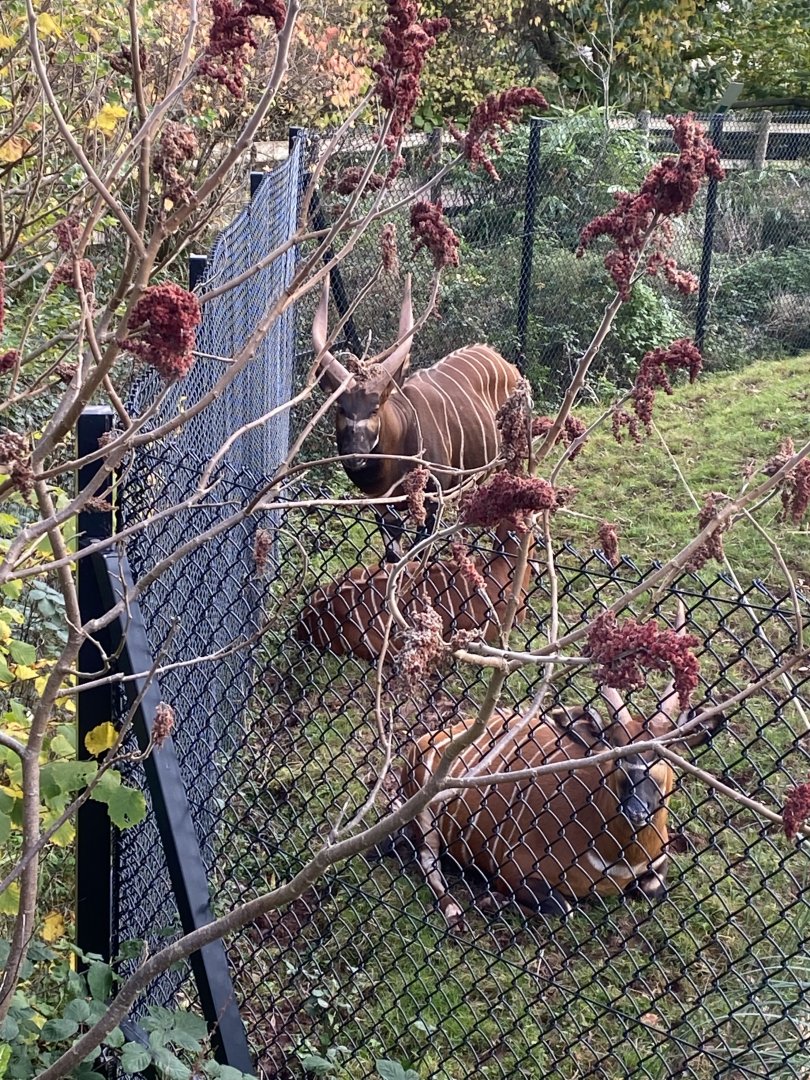 Eastern bongos 201121