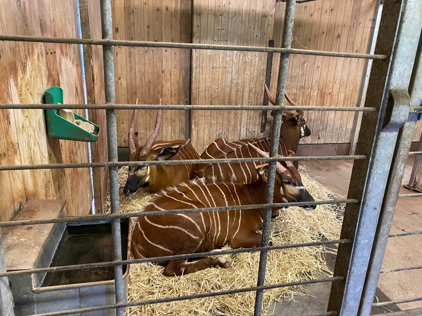 Eastern bongos 301221