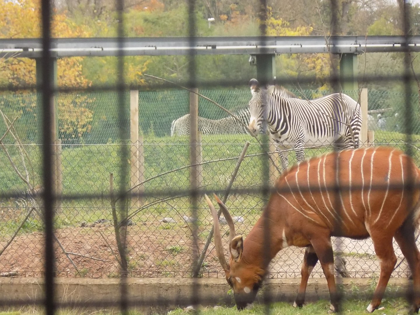 Eastern Bongos and Grevy's Zebras