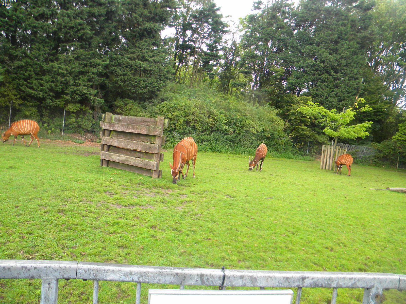 Eastern Bongos at Blackpool Zoo 07/08/11