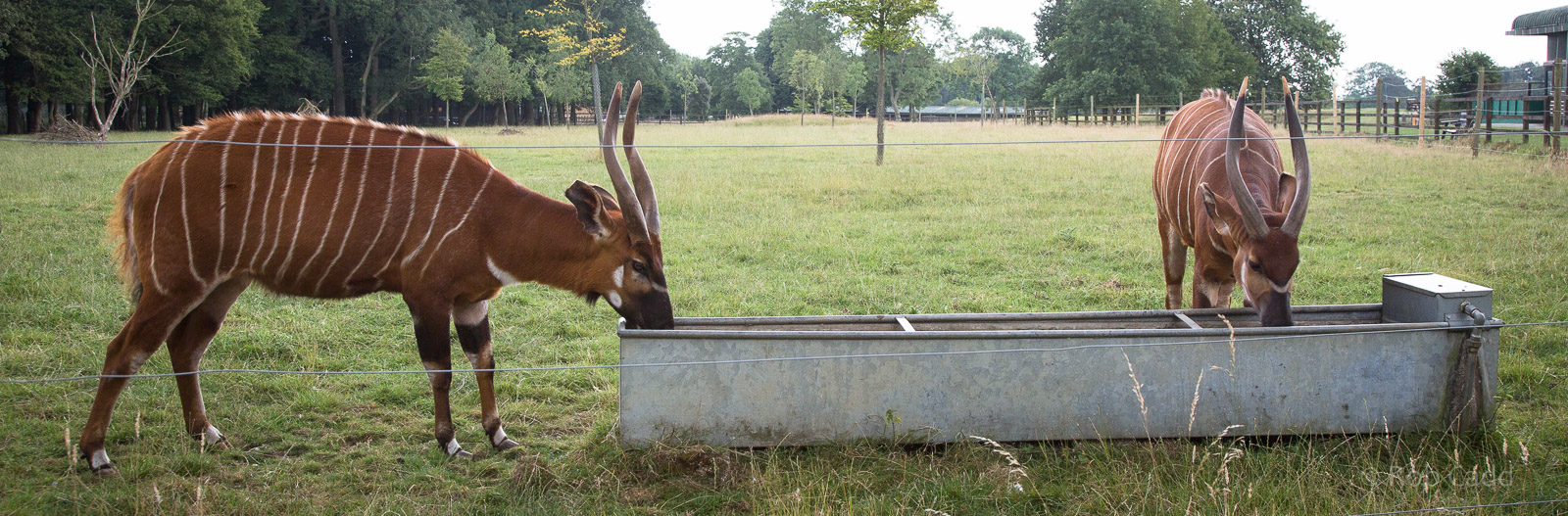 Eastern bongos (drinking) : Whipsnade : 01 Aug 2014
