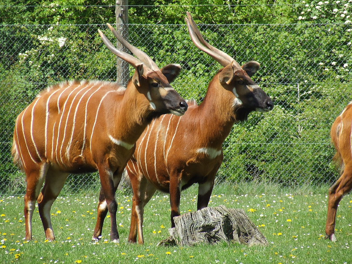 Eastern Bongos, Heart of Africa