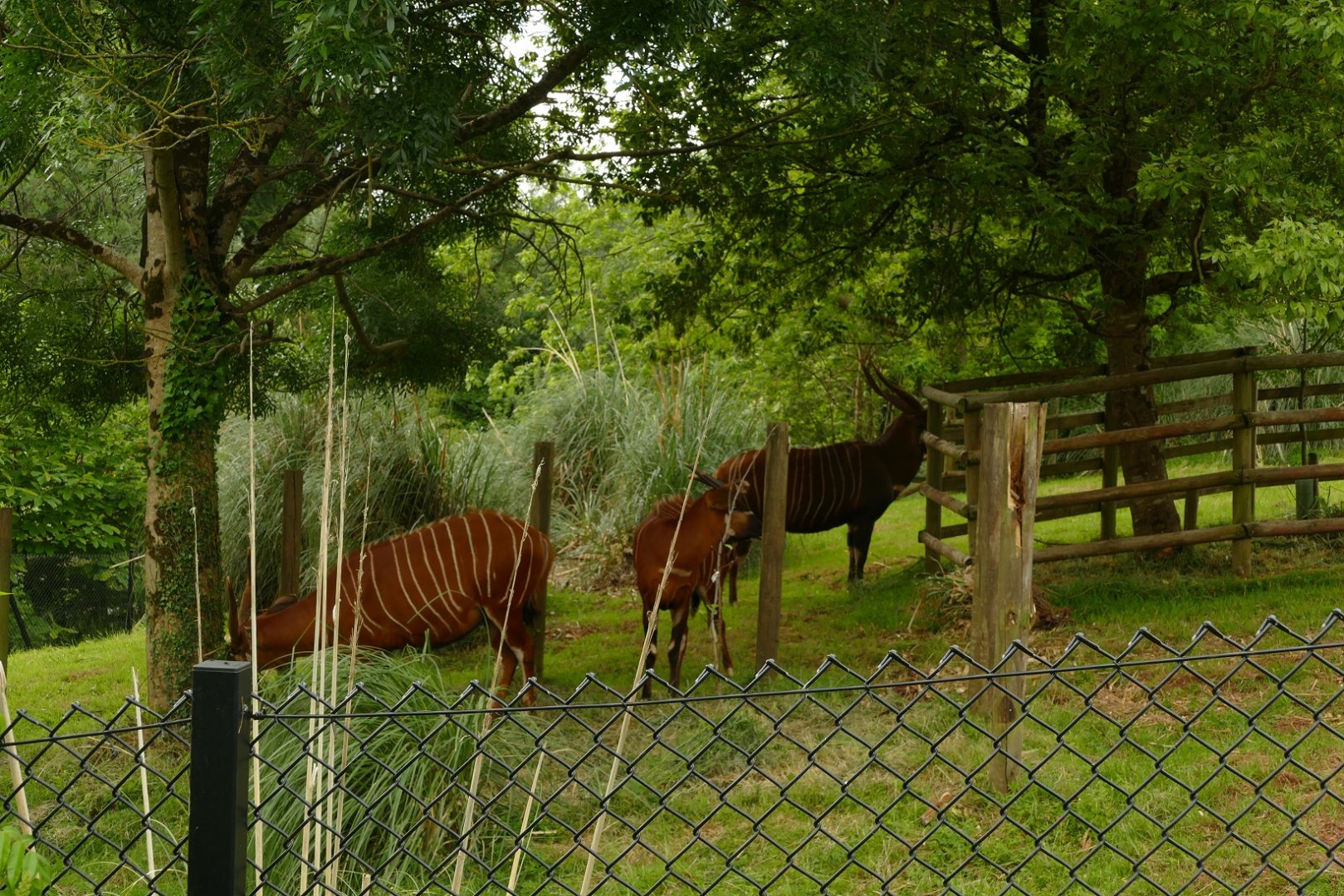 Eastern Bongos, June 2021