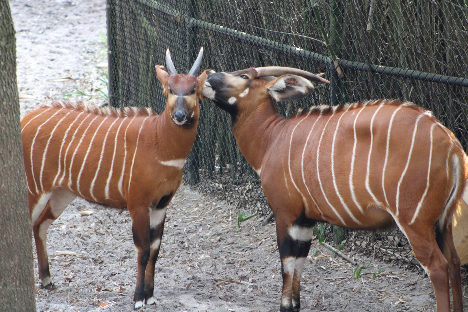 Eastern Bongos (T. e. isaaci)