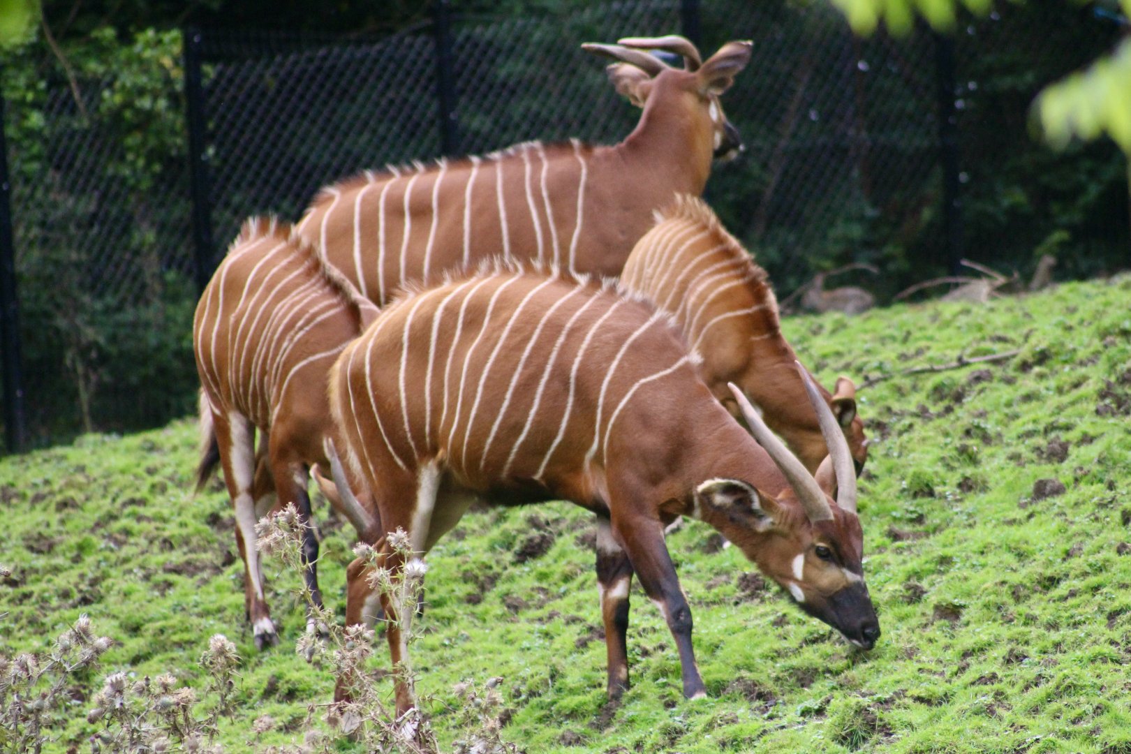 Eastern bongos (Tragelaphus eurycerus isaaci) at Belfast Zoo - 19/08/2022