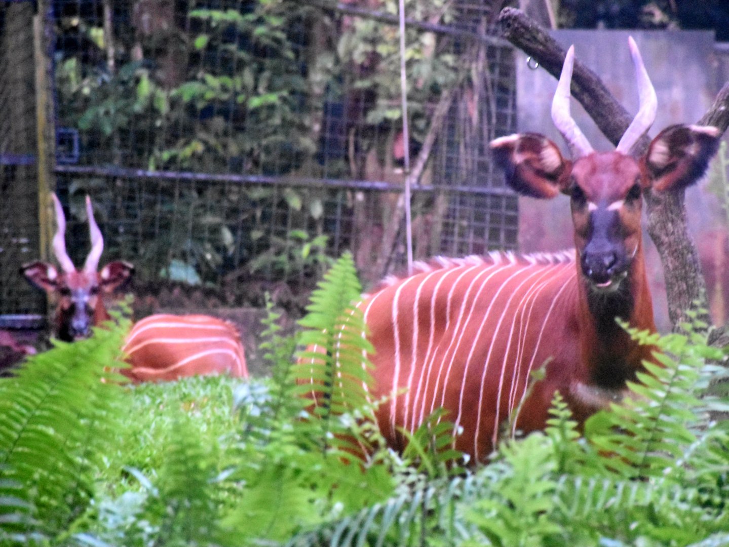 Eastern Bongos (Tragelaphus eurycerus isaaci)