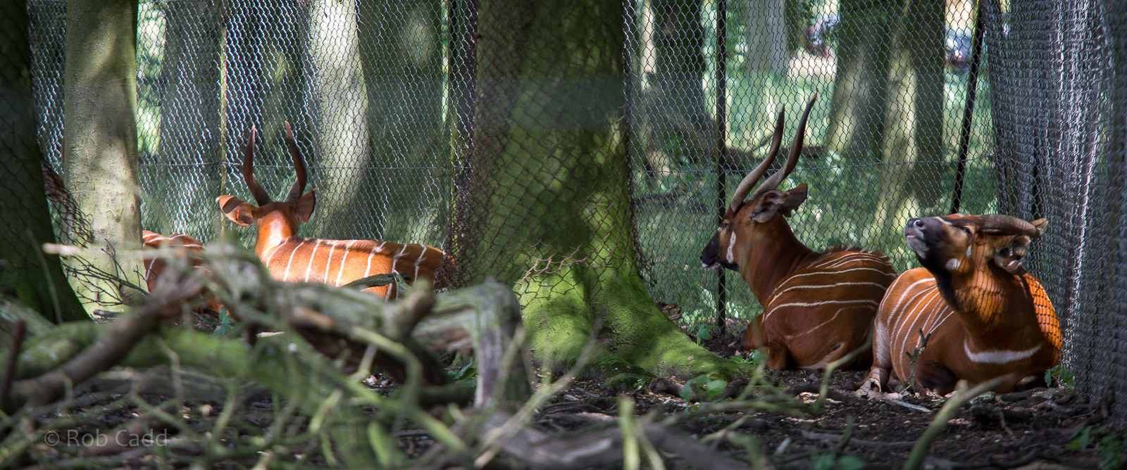 Eastern bongos : Whipsnade : 03 Aug 2014