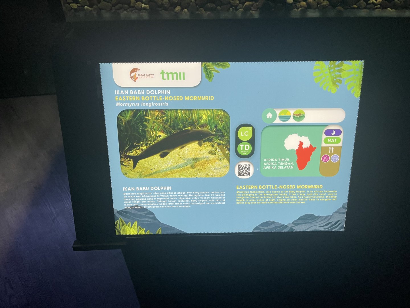 eastern bottle-nosed momyrid signage - dunia air tawar