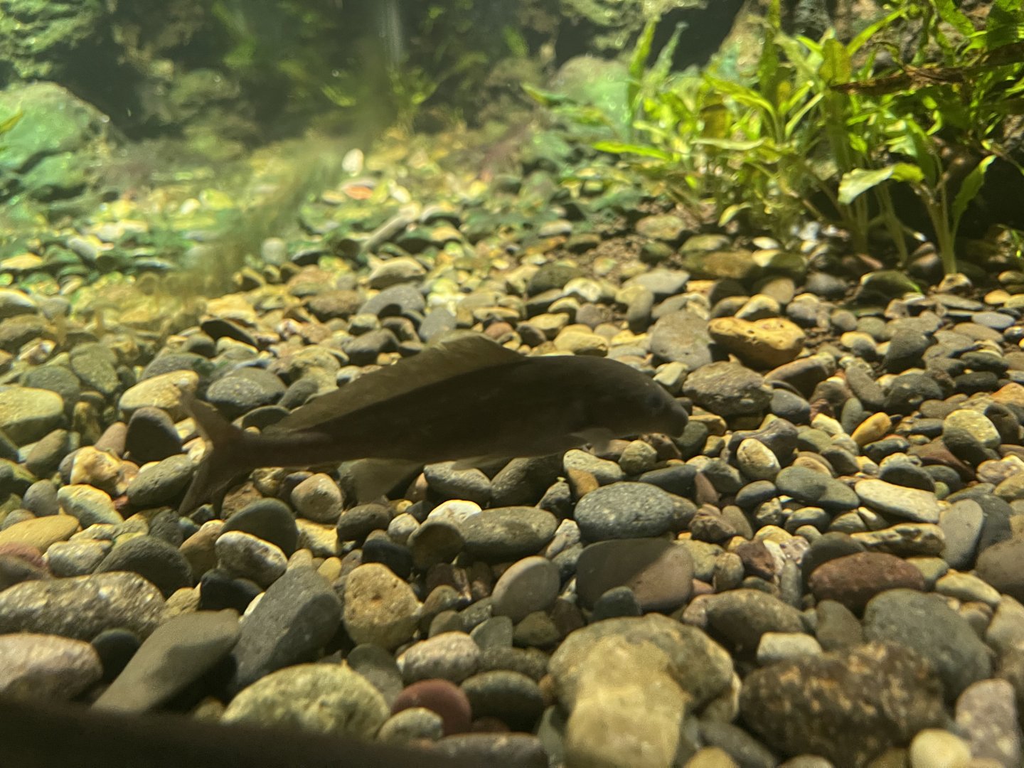 eastern bottle-nosed mormyrid (mormyrus longirostris) - dunia air tawar