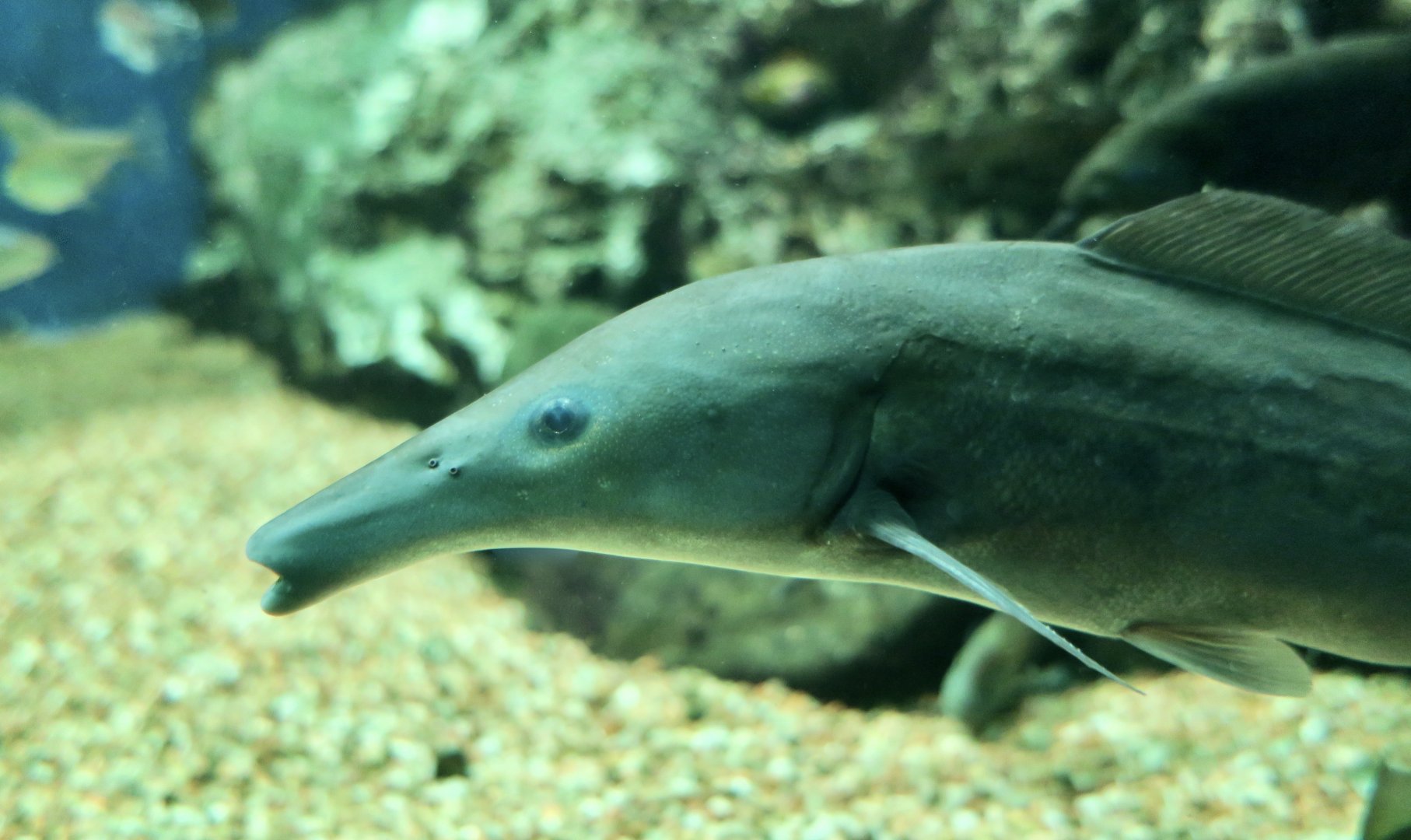 Eastern Bottle-Nosed Mormyrid (Mormyrus longirostris)