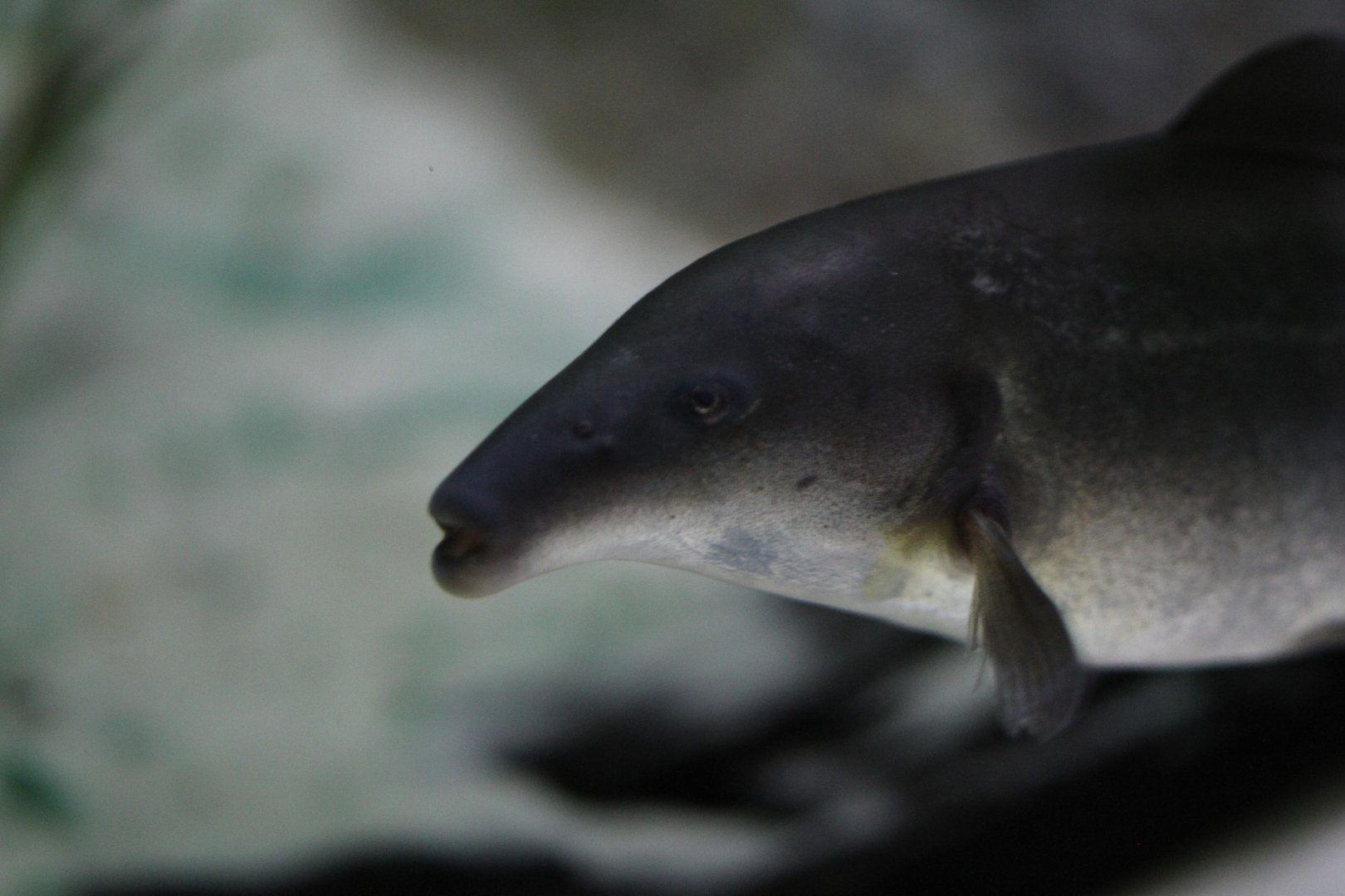 Eastern bottlenose mormyrid (Mormyrus longirostris)