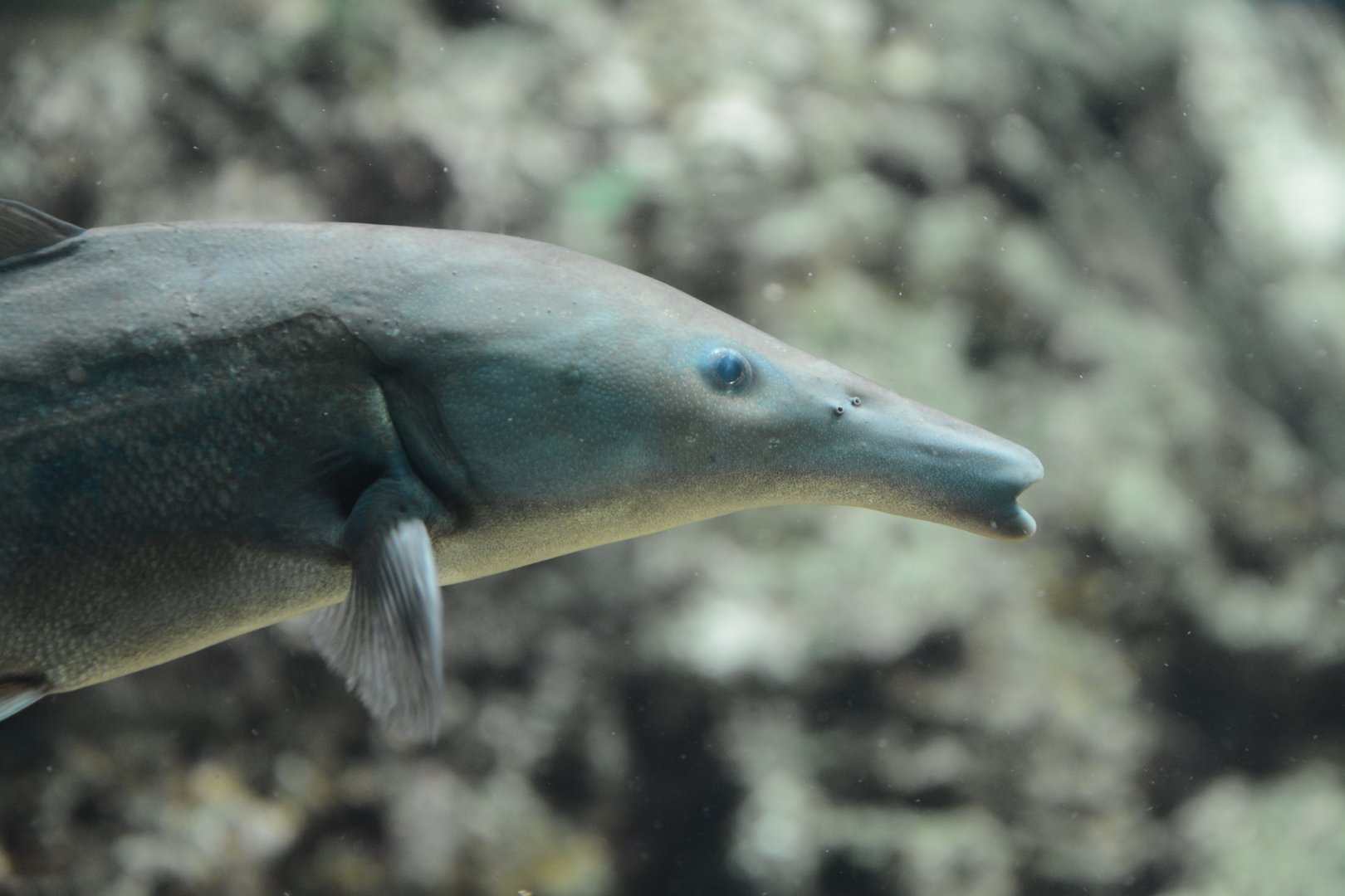 Eastern bottlenose mormyrid (Mormyrus longirostris)