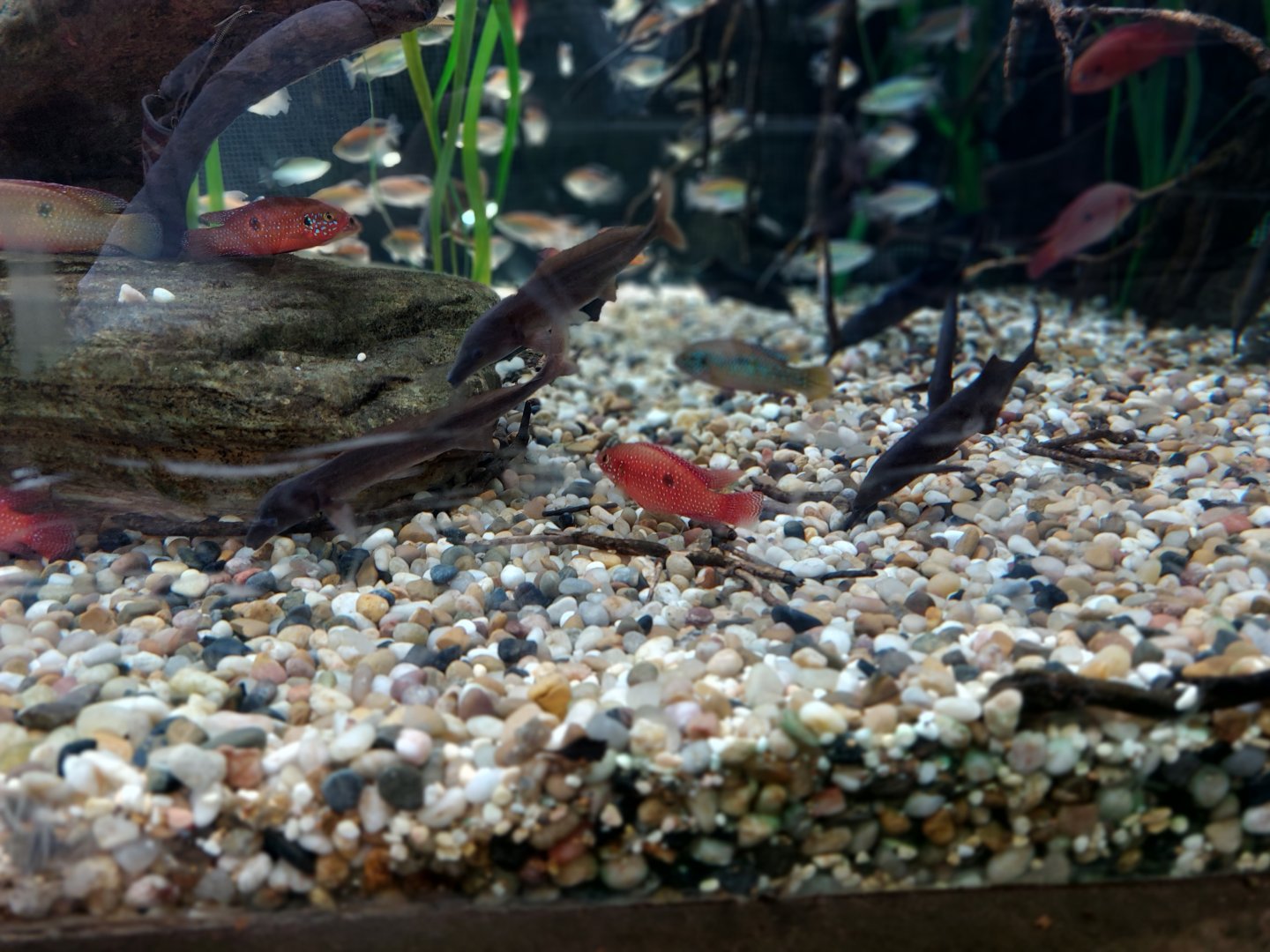 Eastern bottlenose mormyrids and others