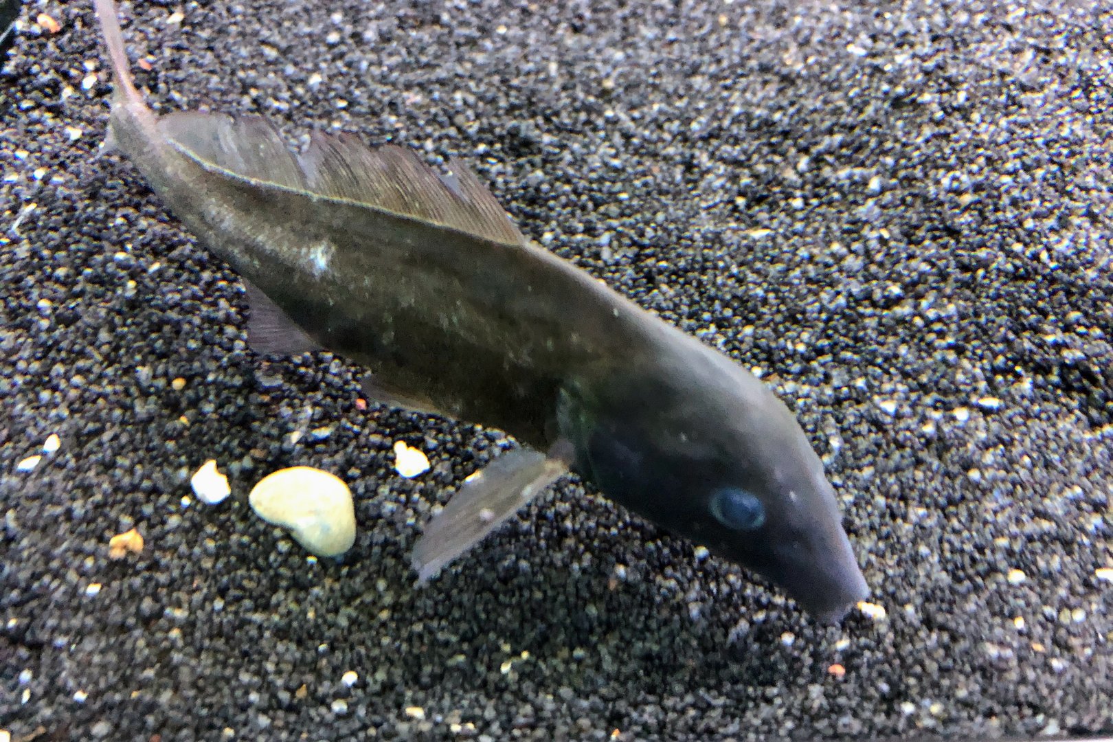 Eastern Bottlenose (Mormyrus longirostris)?