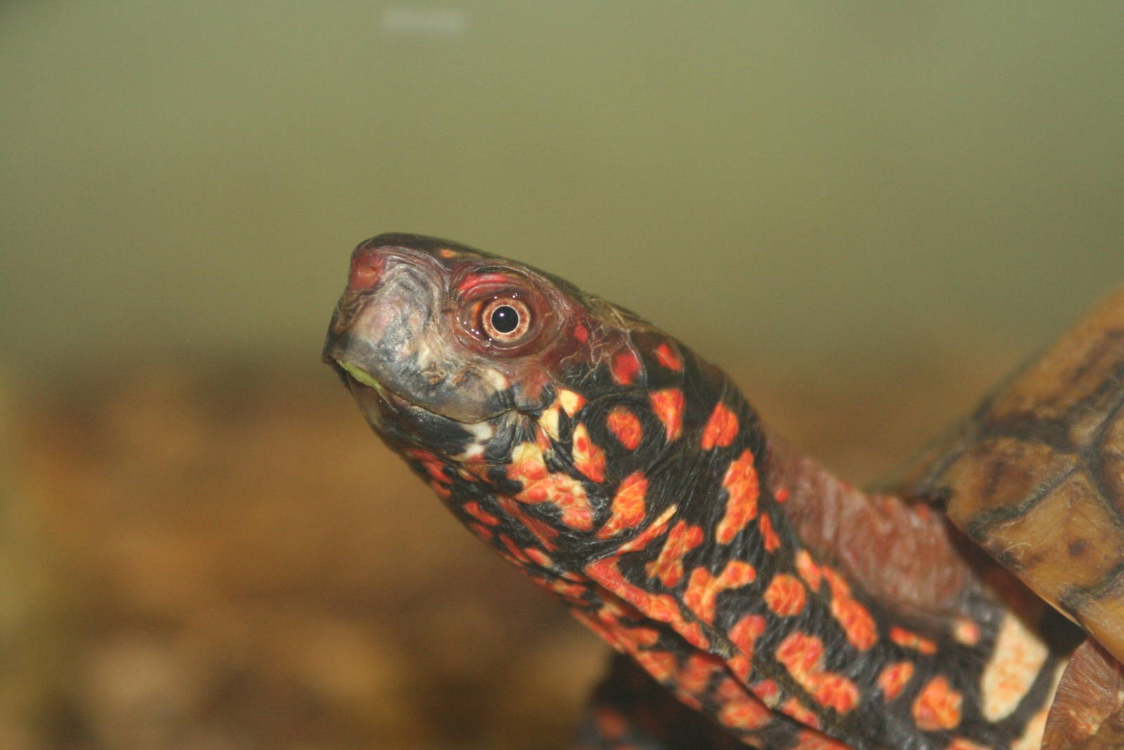 Eastern Box Tortoise @ Lake District Wildlife Park; 31.05.2014