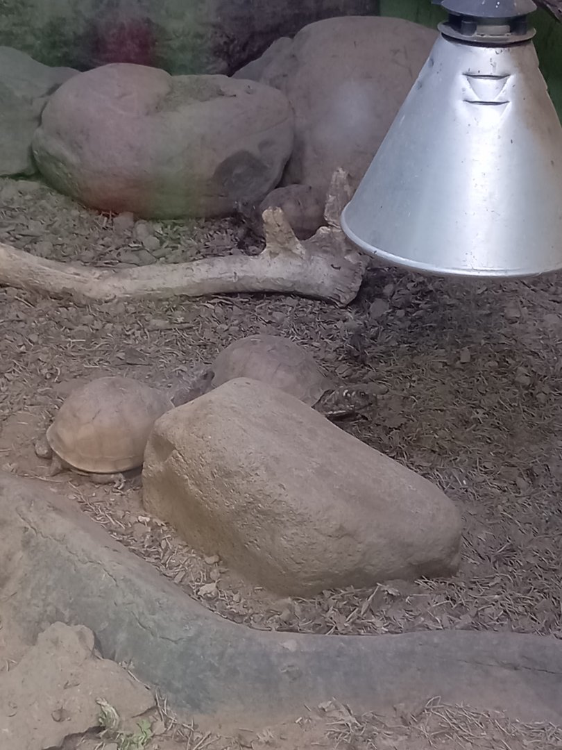 Eastern Box Tortoises