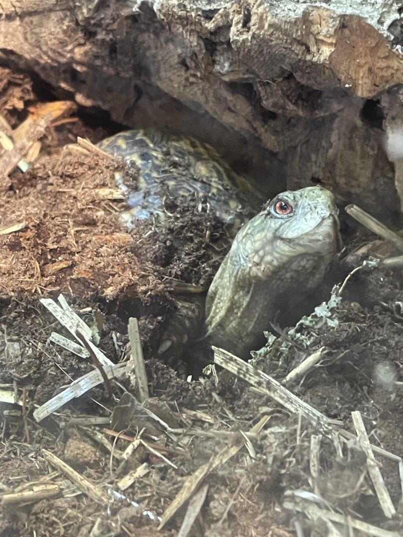 Eastern Box Turtle (4/23/2022)