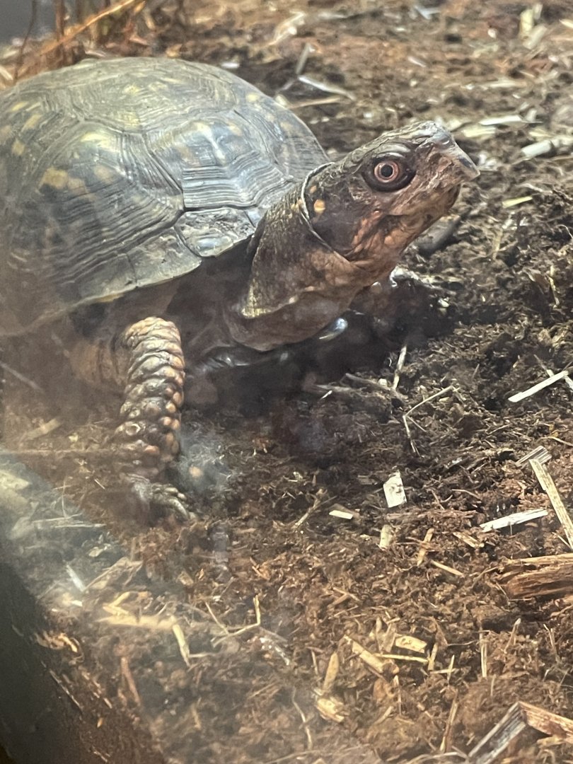 Eastern Box Turtle (4/23/2022)