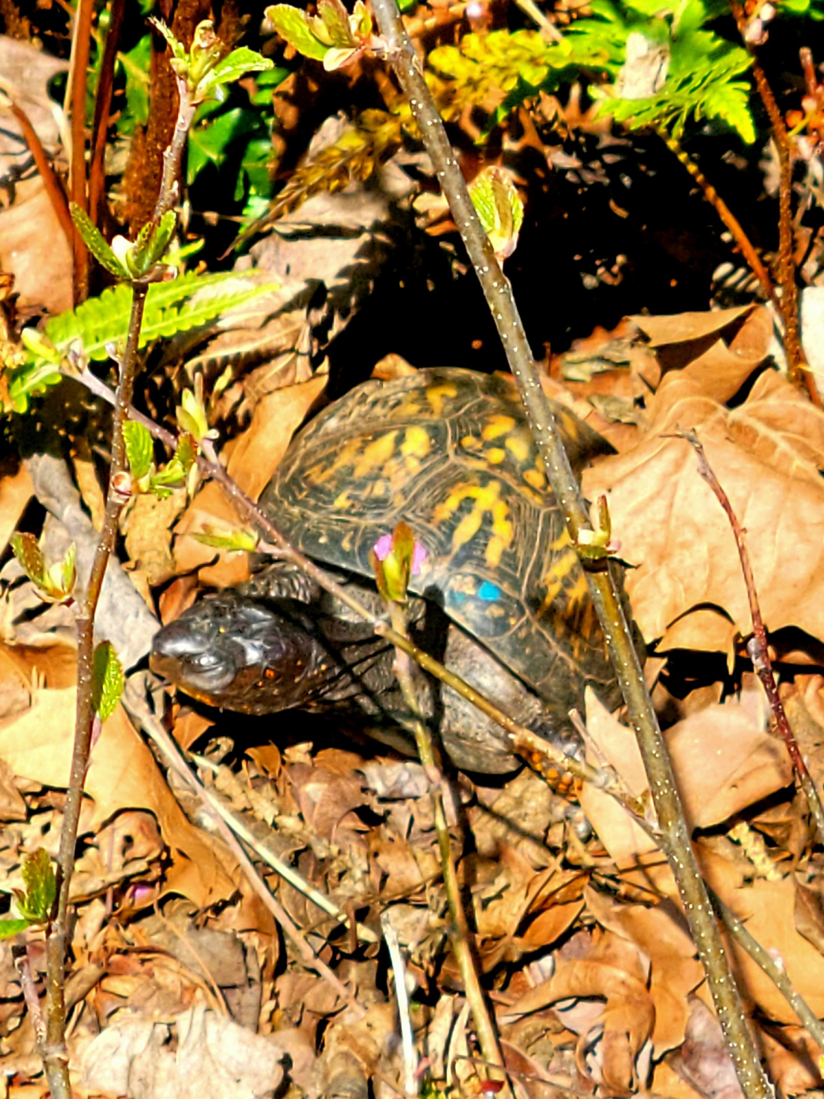 Eastern Box Turtle-April 2025