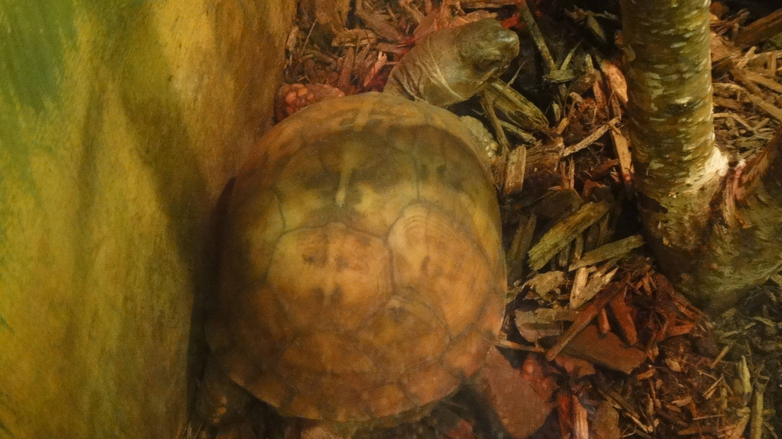Eastern box turtle at Philadelphia zoo 2015-03-08