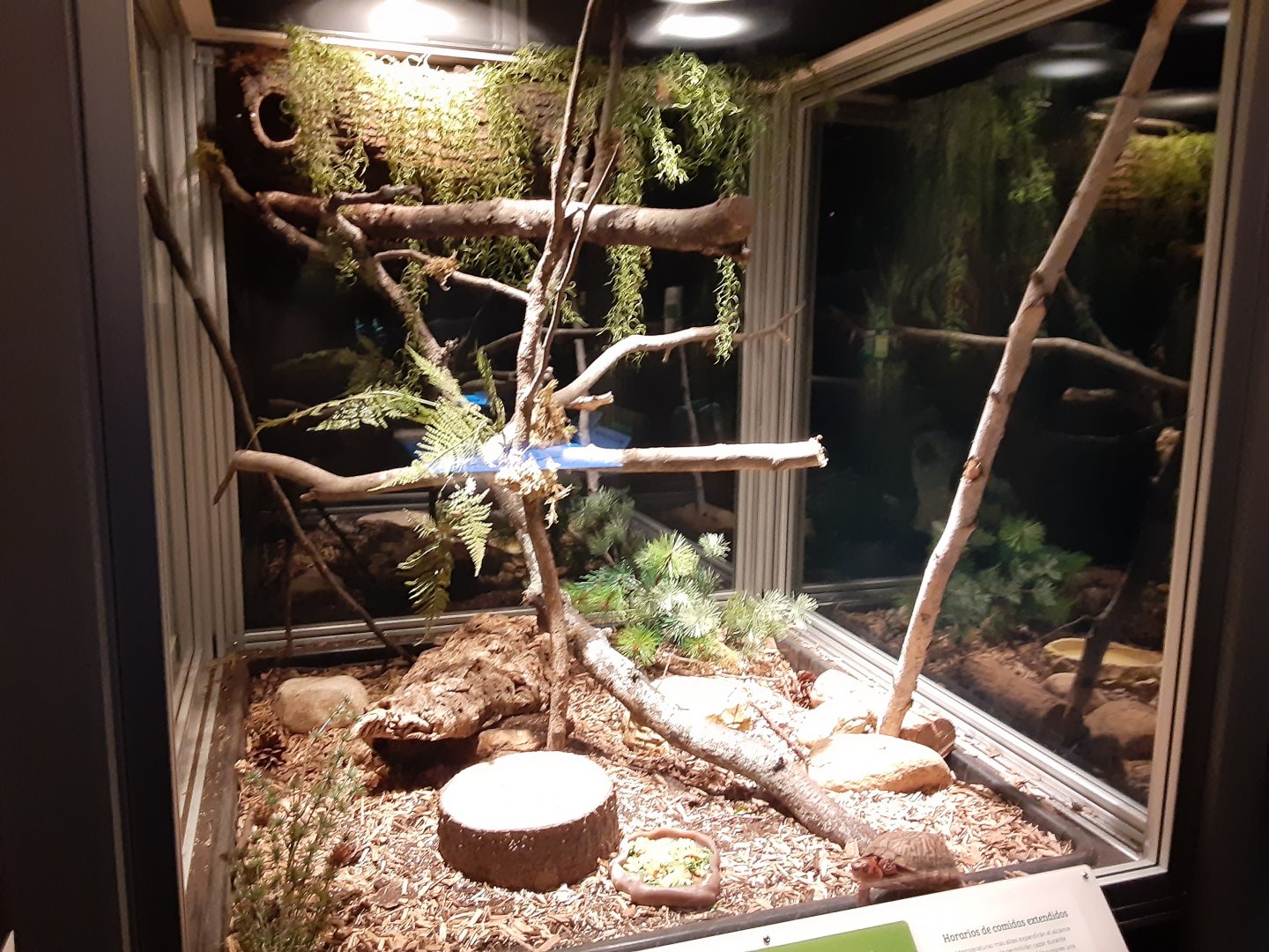 Eastern Box Turtle/Black Ratsnake Exhibit