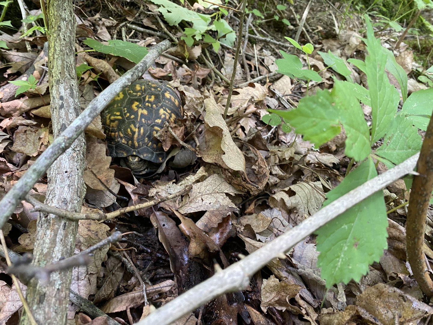 Eastern Box Turtle - Brown County State Park