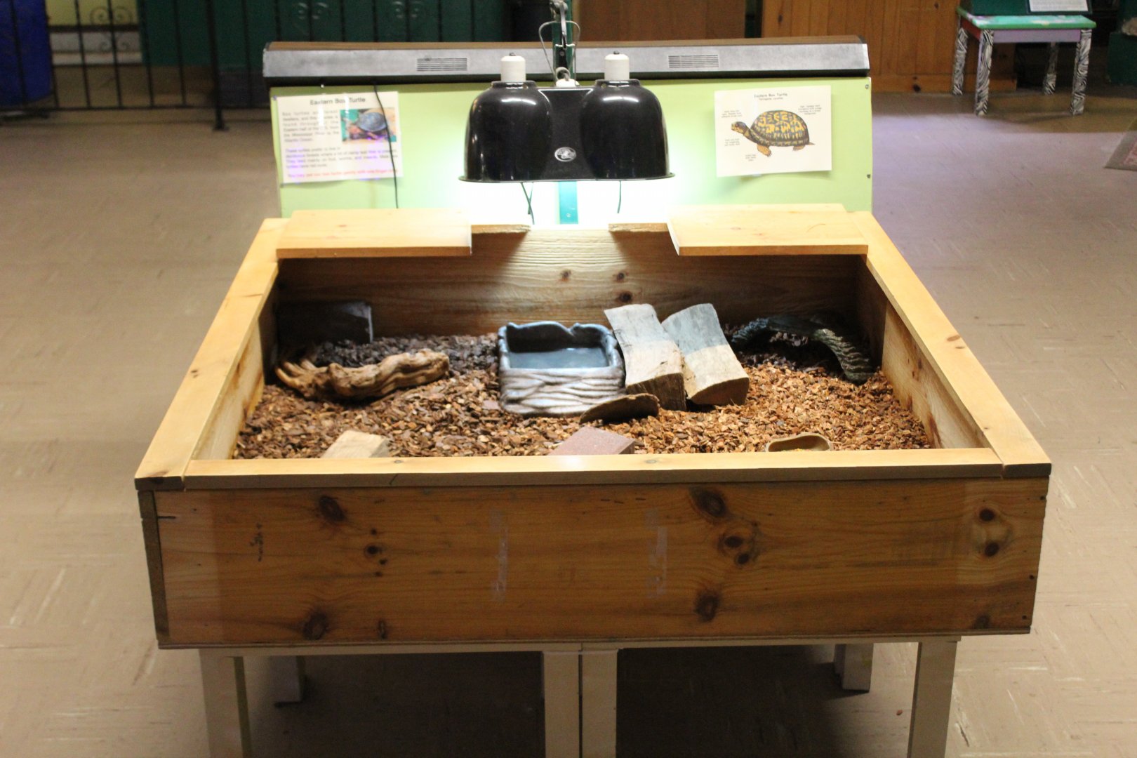 Eastern Box Turtle Enclosure