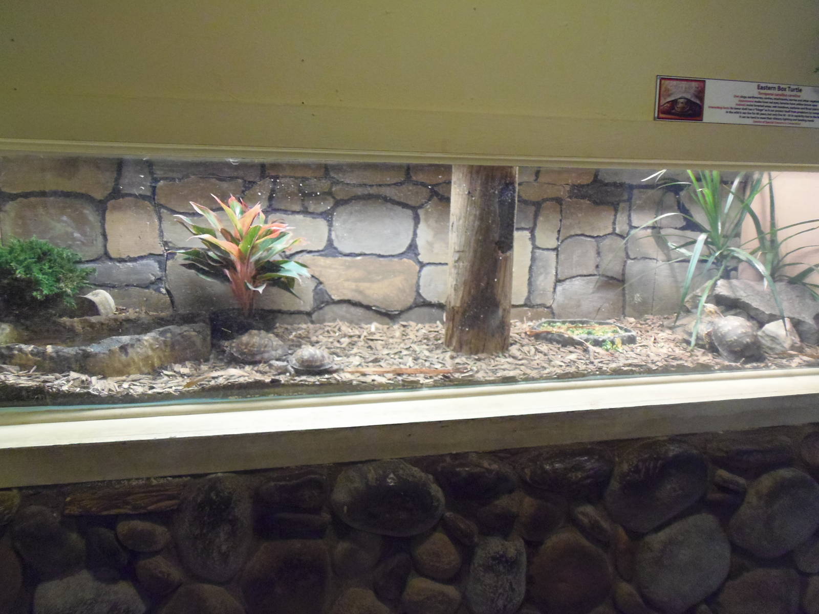 Eastern Box Turtle Exhibit