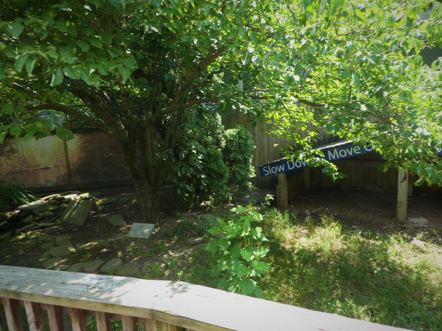 Eastern Box Turtle Exhibit